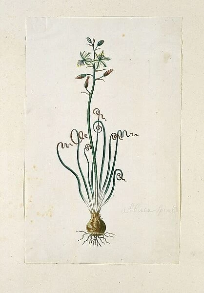 Ornithogalum Polyphyllum Jacq, 1777-1786. Creator: Robert Jacob Gordon
