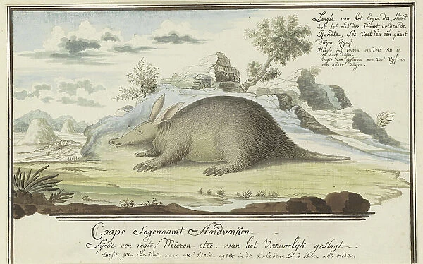 Orycteropus afer (Aardvark), 1777-1786. Creator: Robert Jacob Gordon