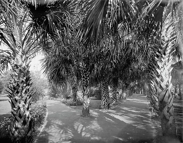 Palm Walk at Tampa Bay Hotel, Florida, c1902. Creator: William H. Jackson