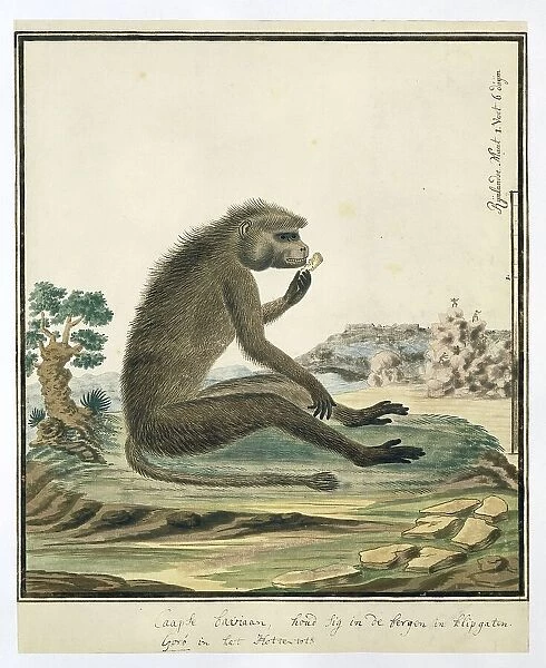 Papio ursinus (Chacma baboon), 1773-1786. Creators: Robert Jacob Gordon, Johannes Schumacher