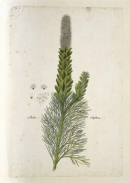 Paranomus sceptrum-gustavianus (Sparrm.) Hyllander (King Gustav's Skeptre), 1777-1786. Creator: Robert Jacob Gordon