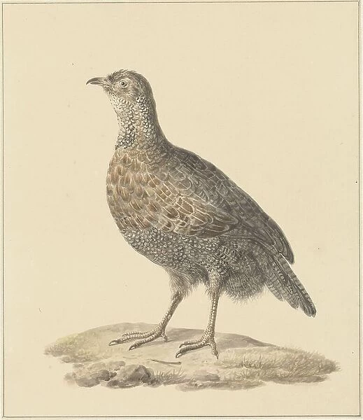 Partridge (Patrijs), 1759-1842. Creator: Pieter Bartholomeusz. Barbiers