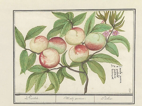 Peach, 1596-1610. Creators: Anselmus de Boodt, Elias Verhulst