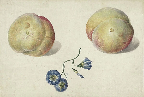 Two peaches and a flower, 1792-1861. Creator: Georgius Jacobus Johannes van Os
