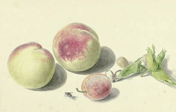 Peaches, nuts, a plum and a fly, 1818-1853. Creator: Elisabeth Geertruida van de Kasteele