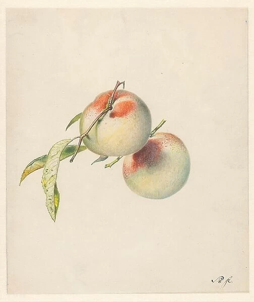 Two peaches on their stems, 1824-1900. Creator: Albertus Steenbergen
