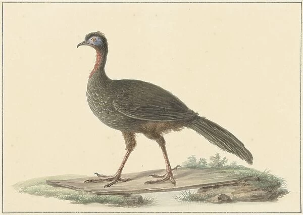 Penelope marail (Marailsjakohoenl), 1759-1842. Creator: Pieter Bartholomeusz. Barbiers