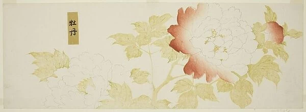 Peonies, Japan, n. d. Creator: Kitagawa Utamaro