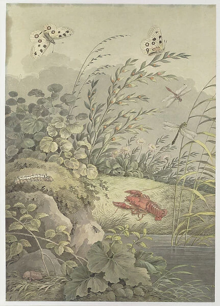 Piece of water with crab, butterflies, dragonflies and sea-buckthorn, c. 1800. Creator: Zingg