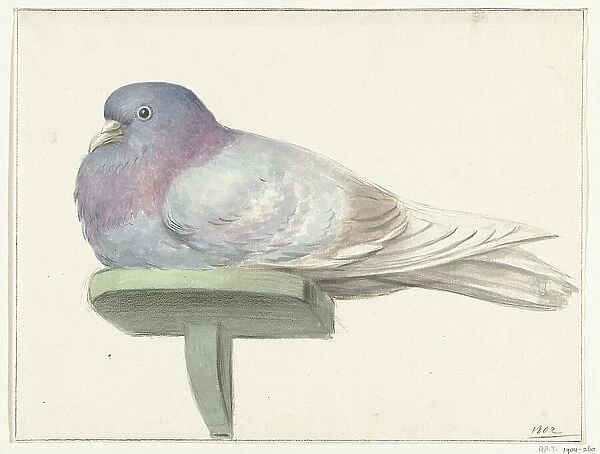 Pigeon, sitting on a shelf, 1802. Creator: Jean Bernard
