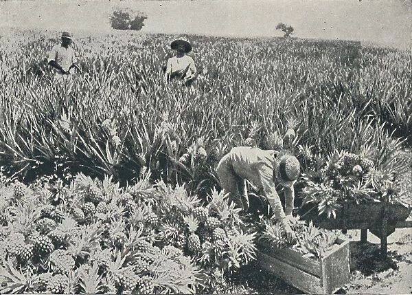 Pine-Apple Plantation, 1916