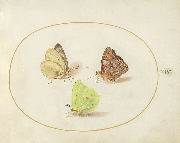 Plate 14: Three Butterflies, c. 1575 / 1580. Creator: Joris Hoefnagel