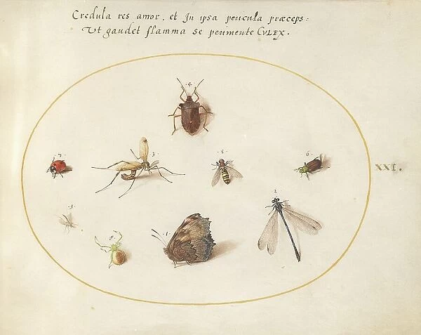 Plate 21: A Butterfly with a Dragonfly, a Ladybug, and Five other Insects, c. 1575 / 1580. Creator: Joris Hoefnagel