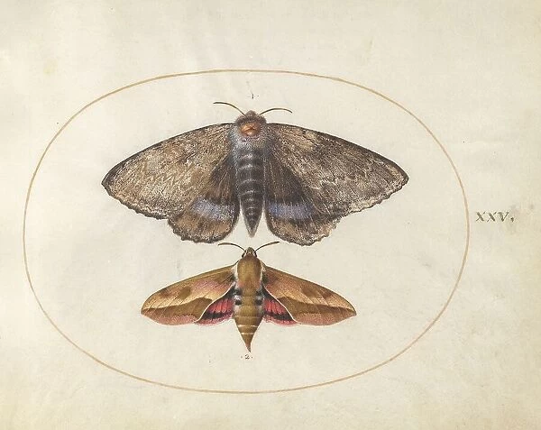 Plate 25: Blue Underwing Moth and Spurge Hawk Moth, c. 1575 / 1580. Creator: Joris Hoefnagel