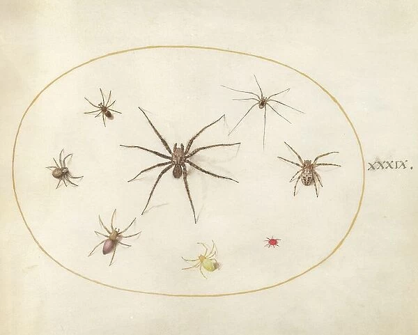 Plate 39: Eight Spiders, c. 1575 / 1580. Creator: Joris Hoefnagel