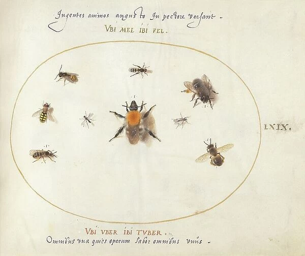 Plate 69: Nine Bees and Other Insects, c. 1575 / 1580. Creator: Joris Hoefnagel