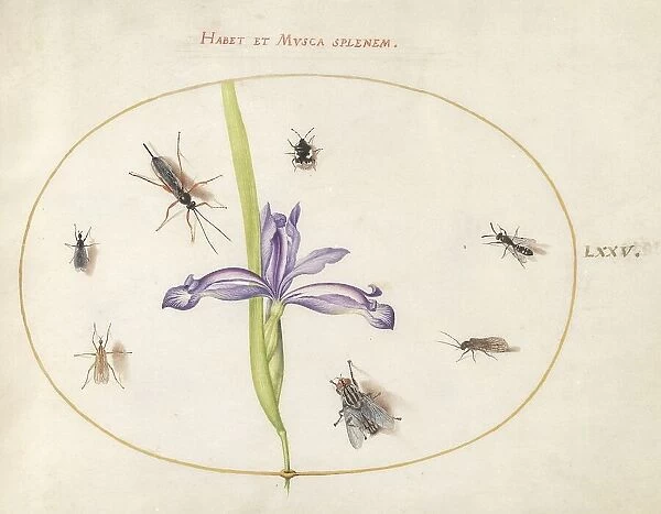 Plate 75: A Fly and Other Insects with an Iris, c. 1575 / 1580. Creator: Joris Hoefnagel
