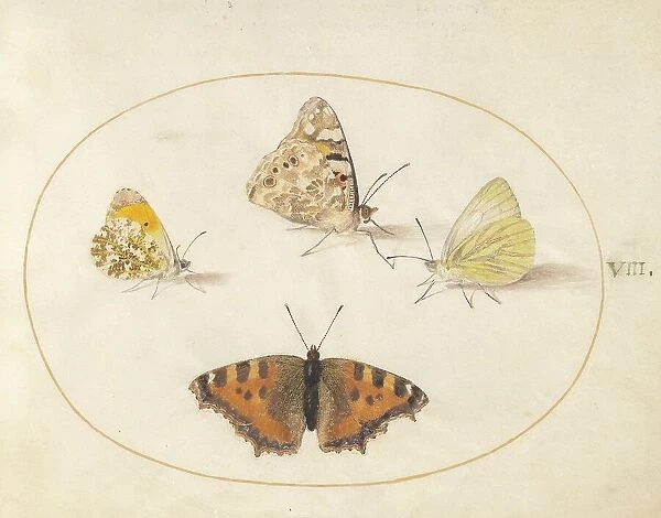 Plate 8: Four Butterflies, c. 1575 / 1580. Creator: Joris Hoefnagel