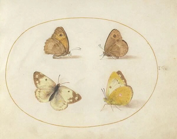 Plate 9: Four Butterflies, c. 1575 / 1580. Creator: Joris Hoefnagel