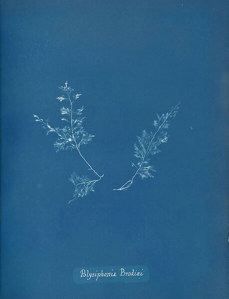 Polysiphonia Brodiaei, ca. 1853. Creator: Anna Atkins