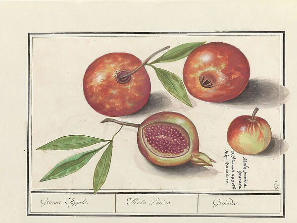 Pomegranate (Punica granatum), 1596-1610. Creators: Anselmus de Boodt, Elias Verhulst
