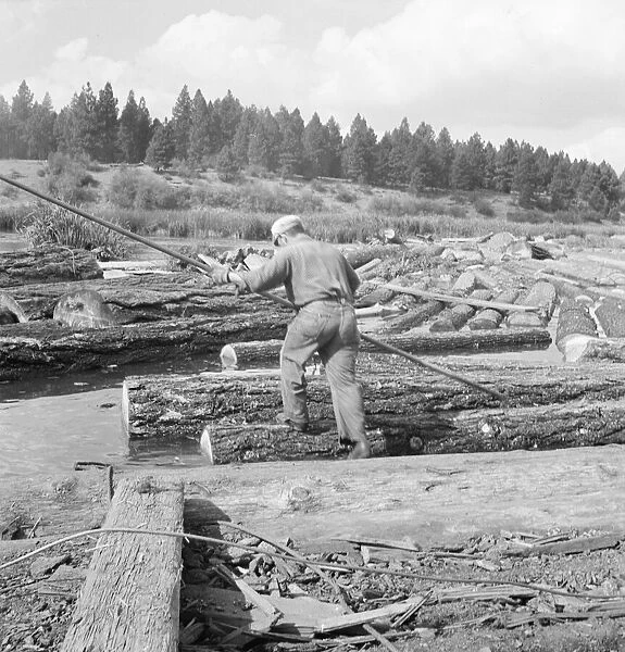 Pond monkey steers log raft in mill pond, Keno, Klamath County, Oregon, 1939. Creator: Dorothea Lange