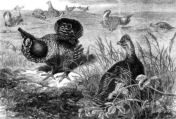 The Prairie Grouse in the Zoological Society's Gardens, Regent's Park, 1862. Creator: Unknown
