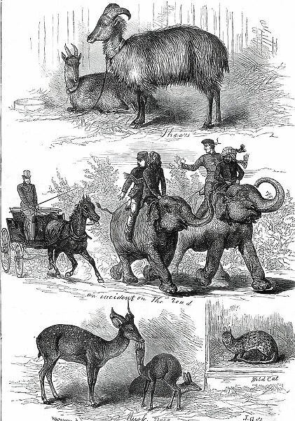 The Prince of Wales's Animals from India, 1876. Creator: J. G