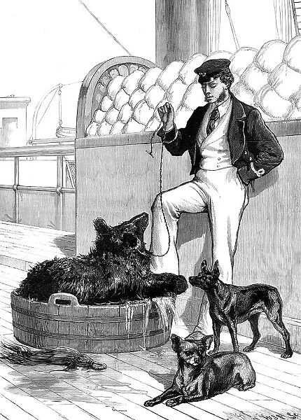 The Prince's Voyage Home from India...Himalayan Black Bear and tailless dog...1876. Creator: W. J. P