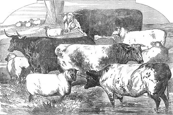 Prize Cattle, from the Exhibition of the Royal Agricultural Society, at Lincoln... 1854. Creator: Unknown