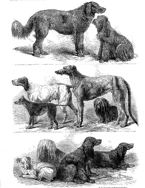 Prize dogs at the recent show, Birmingham, 1862. Creator: Harrison Weir