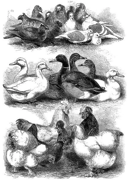 Prize pigeons and poultry at Bingley Hall, Birmingham, 1864. Creator: Harrison Weir