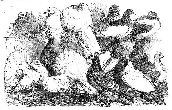 Prize pigeons at the show of the Philo-Peristeron Society, recently held in Freemasons' Hall, 1864. Creator: Unknown