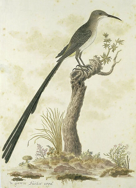 Promerops cafer (Cape sugarbird), 1777-1786. Creator: Robert Jacob Gordon