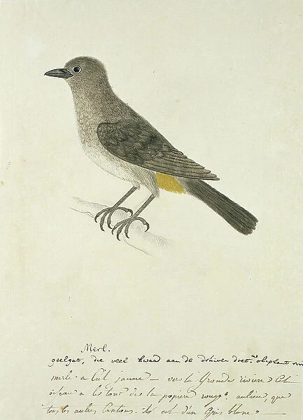 Pycnonotus capensis (Cape bulbul), 1777-1786. Creator: Robert Jacob Gordon