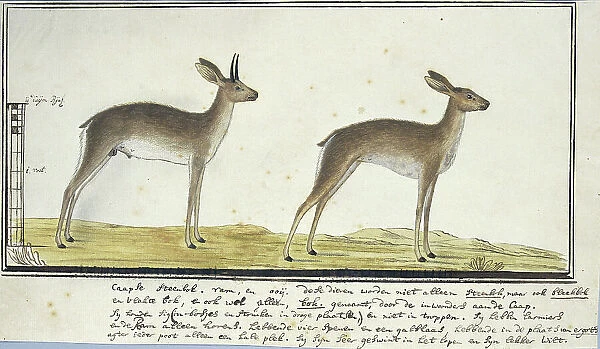 Raphicerus campestris (Steenbok), 1777-1786. Creator: Robert Jacob Gordon