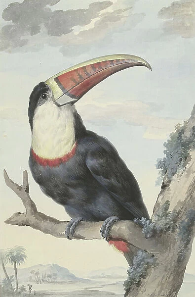 Red-billed Toucan, 1748. Creator: Aert Schouman