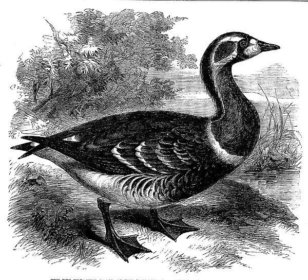 The Red-breasted Goose at the Zoological Society's Gardens, Regent's Park, 1858. Creator: Unknown