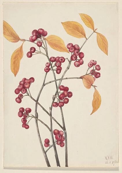Red Chokeberry (Aronia arbutifolia), 1920. Creator: Mary Vaux Walcott