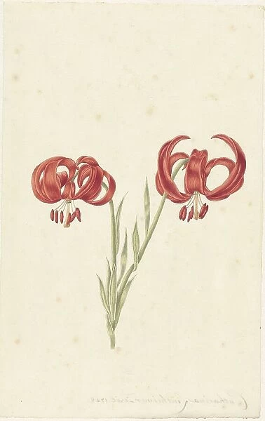 Red Lily, 1728. Creator: Catharina Lintheimer