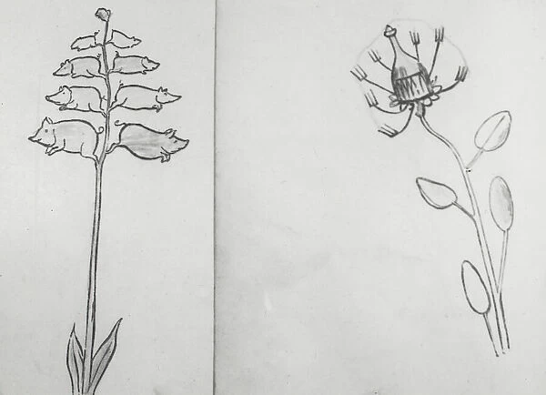 Reproduction of illustrations: 'Piggiwiggia Pyramadalis' and 'Bottleforkia Spoonifolia', c1915-1925. Creator: Frances Benjamin Johnston. Reproduction of illustrations: 'Piggiwiggia Pyramadalis' and 'Bottleforkia Spoonifolia'