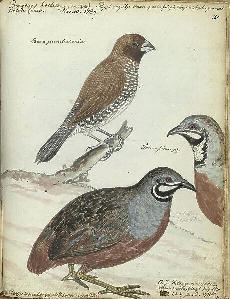 Rice bird and Javanese quail, 1785. Creator: Jan Brandes