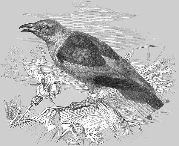 The Roller (Coracias garrula); A Bird nesting Expedition in a North African Swamp, 1875. Creator: Unknown