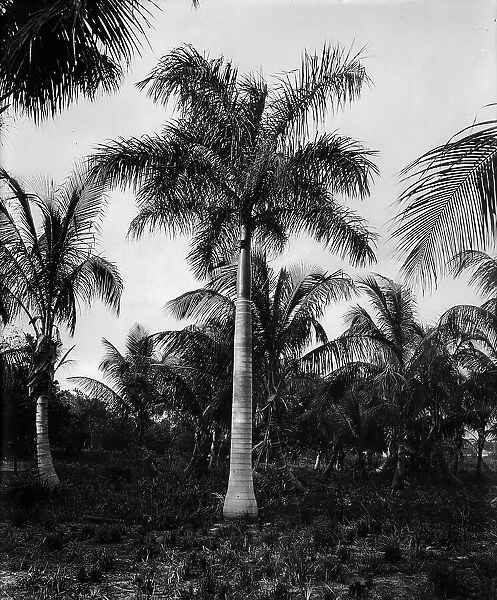 Royal palms at Cocoanut (i.e. Coconut) Grove, Miami, Fla. c1900. Creator: Unknown