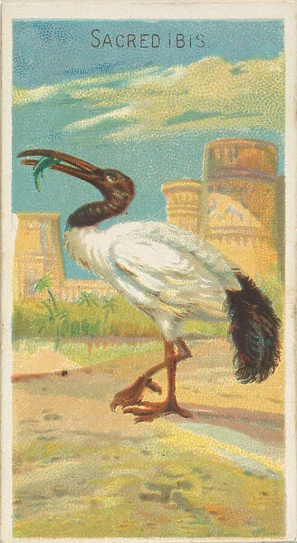 Sacred Ibis, from the Birds of the Tropics series (N5) for Allen &