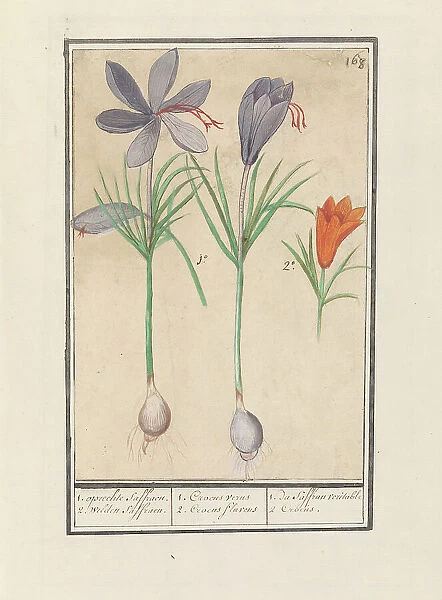 Saffron crocus (Crocus sativus), 1596-1610. Creators: Anselmus de Boodt, Elias Verhulst