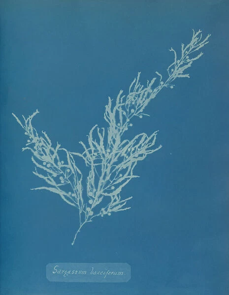 Sargassum bacciferum, ca. 1853. Creator: Anna Atkins