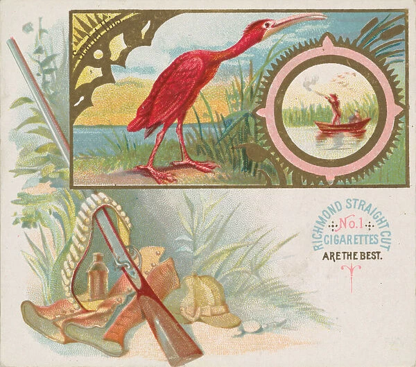 Scarlet Ibis, from the Game Birds series (N40) for Allen & Ginter Cigarettes, 1888-90