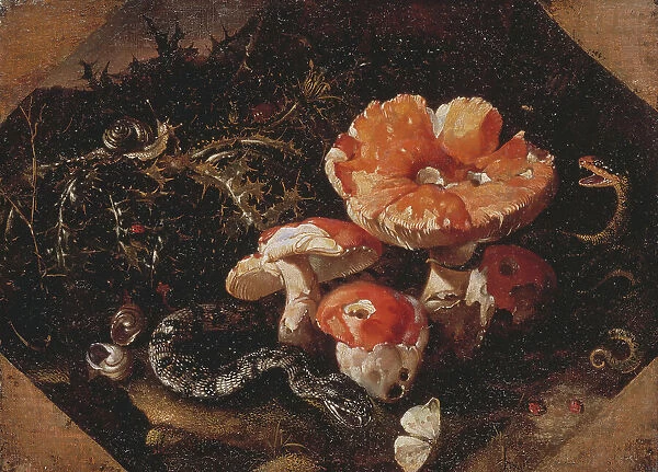Serpents, Fly Agarics and Thistles, mid-17th century. Creator: Paolo Porpora