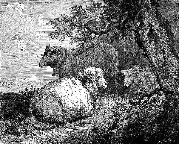 'Sheep', by Morland, in the International Exhibition, 1862. Creator: W Thomas. 'Sheep', by Morland, in the International Exhibition, 1862. Creator: W Thomas